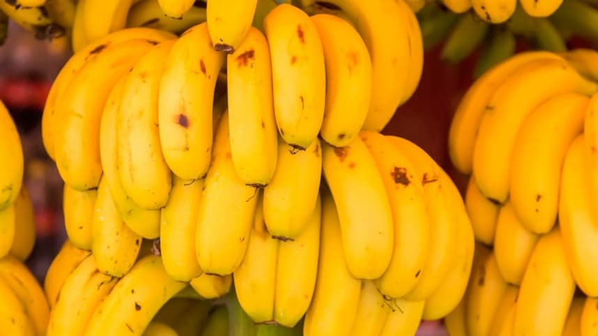 Valorização dos preços de banana em Santa Catarina