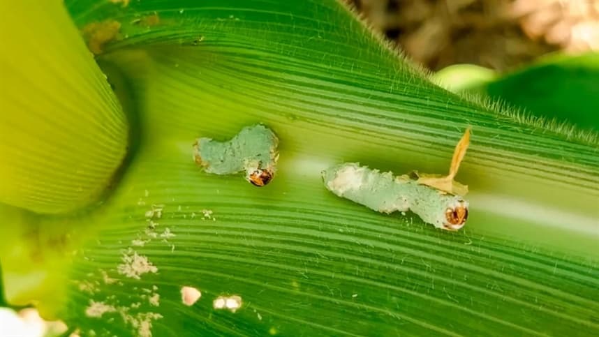 Fungo que controla pragas naturalmente é identificado em áreas de soja e milho no Cerrado