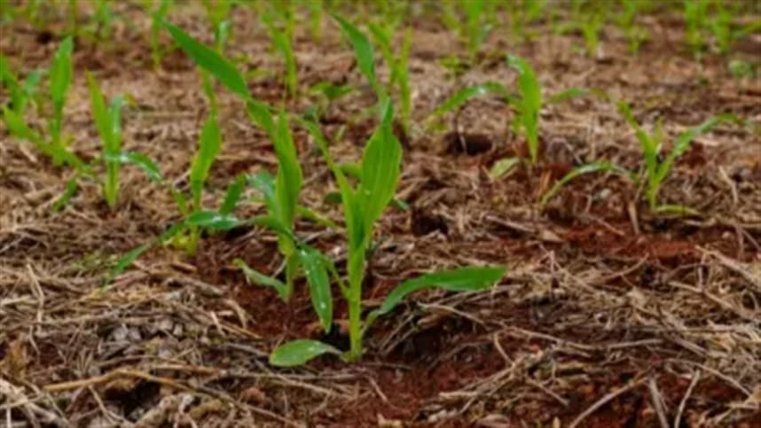 Sustentabilidade para futuras gerações: Sistema Plantio Direto alia economia e conservação ambiental