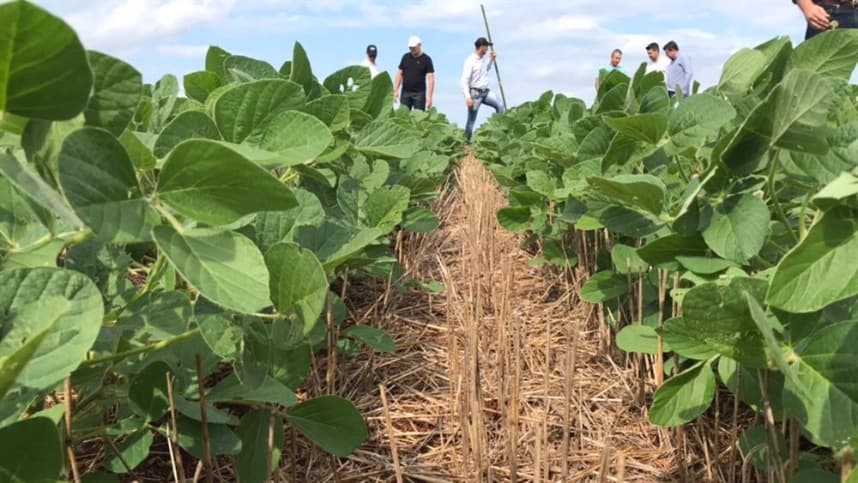 Aplicação de glifosato em pós-emergência, em soja cultivada no Cerrado