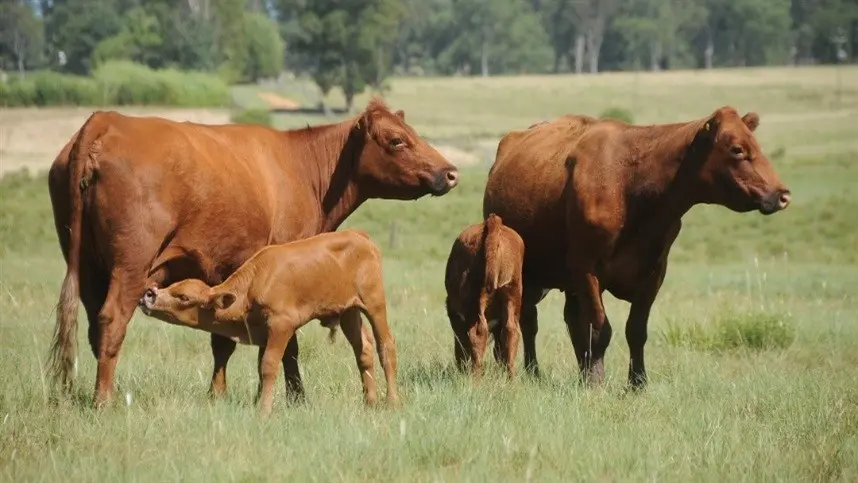 Pesquisa aponta deficiência no manejo vacinal em bezerras