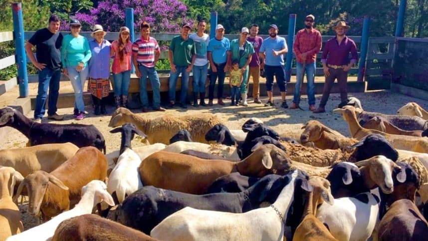 Produtos agregam valor à criação de ovinos e caprinos