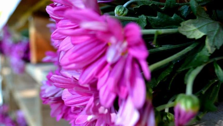Produtores de flores aderem ao tratoraço