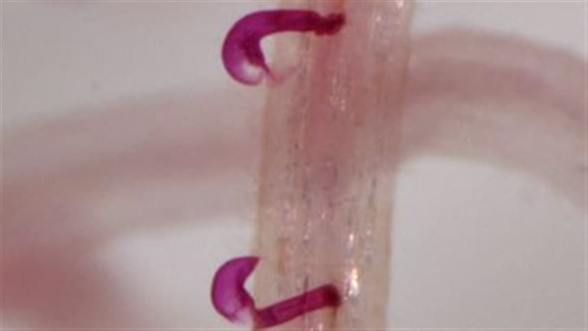 Como controlar o nematoide-das-galhas com adubação verde / plantas de cobertura