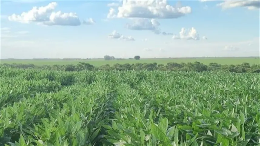 Piauí sediará 13º Congresso Brasileiro de Melhoramento de Plantas