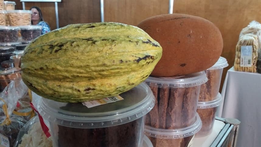 Mudas enxertadas permitem o aumento do cultivo do cacau