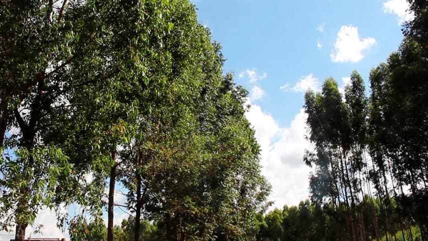 Paraná é o segundo maior produtor florestal do País
