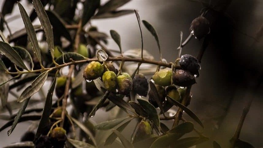 Paraná destaca 69 cidades aptas ao cultivo de oliveiras
