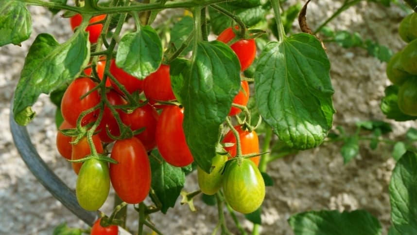 Período para transplantio do tomate começa neste domingo (1º/2) em Goiás