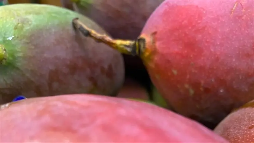 Plantação em Flores de Goiás deve atingir pico de produtividade em dois meses.