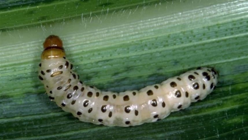 Controle biológico de pragas avança com o uso de parasitoides