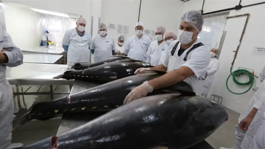 Mercado do atum movimenta R$ 8 bilhões na economia brasileira