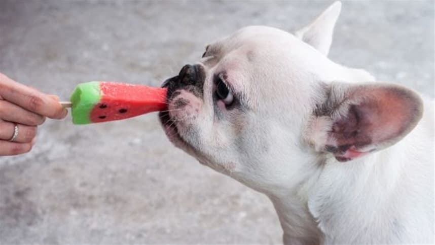 Cuidados com os pets em dias quentes