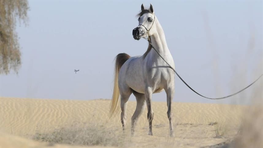 Criação brasileira do cavalo Árabe é destaque nas maiores exposições do mundo