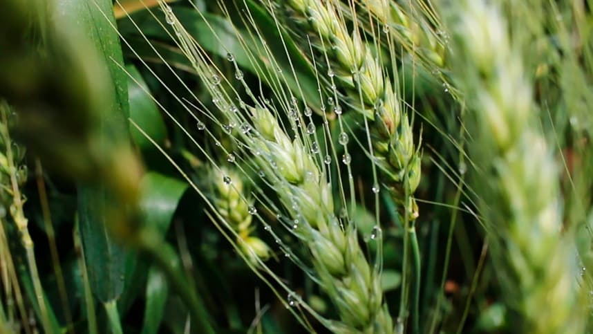 Pesquisadores descobrem módulo regulatório hormonal para alongamento da raiz