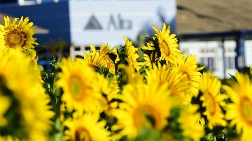 Alta suspende visitas ao campo de girassóis na quarentena
