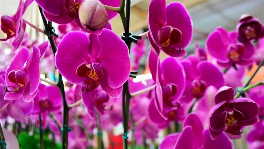 Dia dos Namorados anima setor de flores