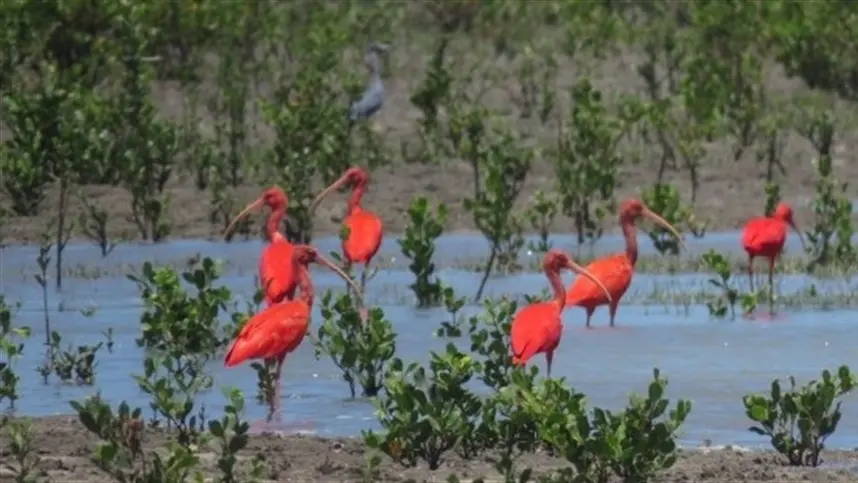 Sema avança no monitoramento de aves na área de proteção ambiental das reentrâncias maranhenses