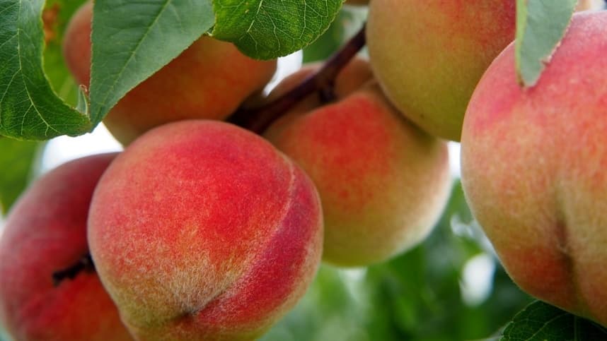 Produtores enfrentam desafios na colheita do pêssego