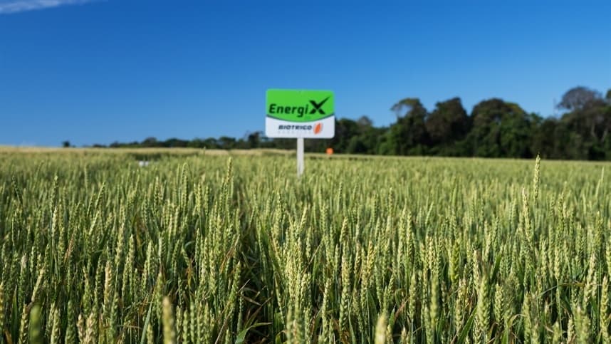 Em meio a seca, inverno é opção para produção de silagem