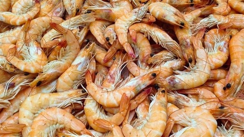 Tecnologia gera economia e produtividade em camarão