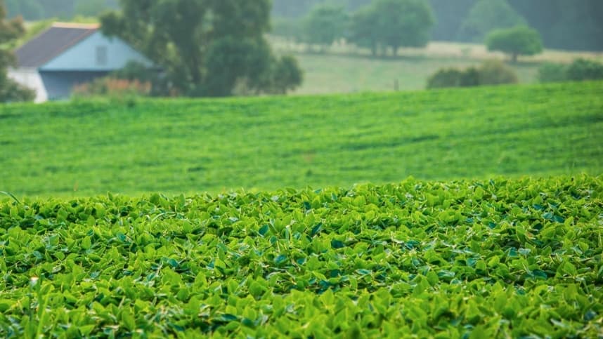 O cenário indica uma tendência de baixa para os preços da soja em 2025