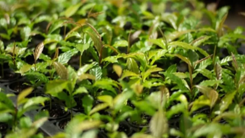 Mata Atlântica: de bioma devastado a exemplo de restauração florestal