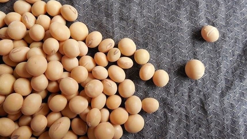 Soja: manejo pode reduzir impactos do El Niño em 2026/27