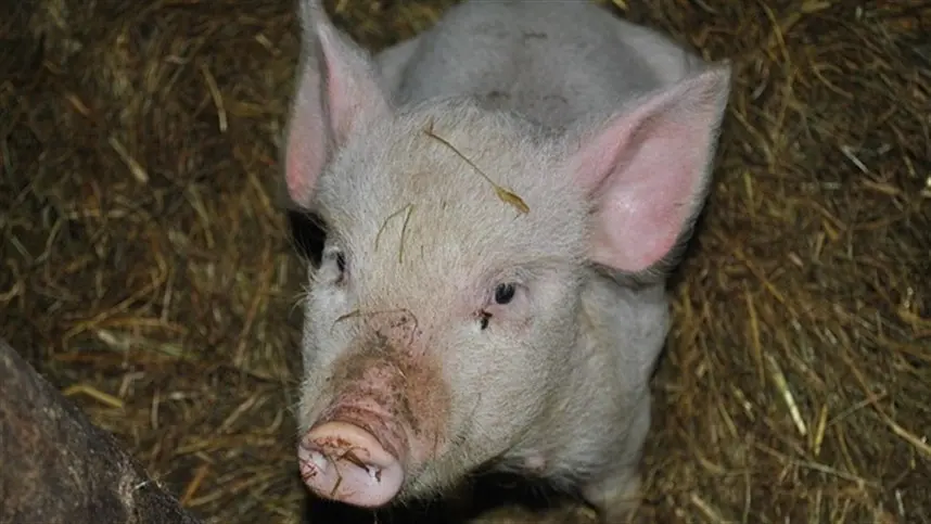 USDA descobre vacina contra peste suína africana