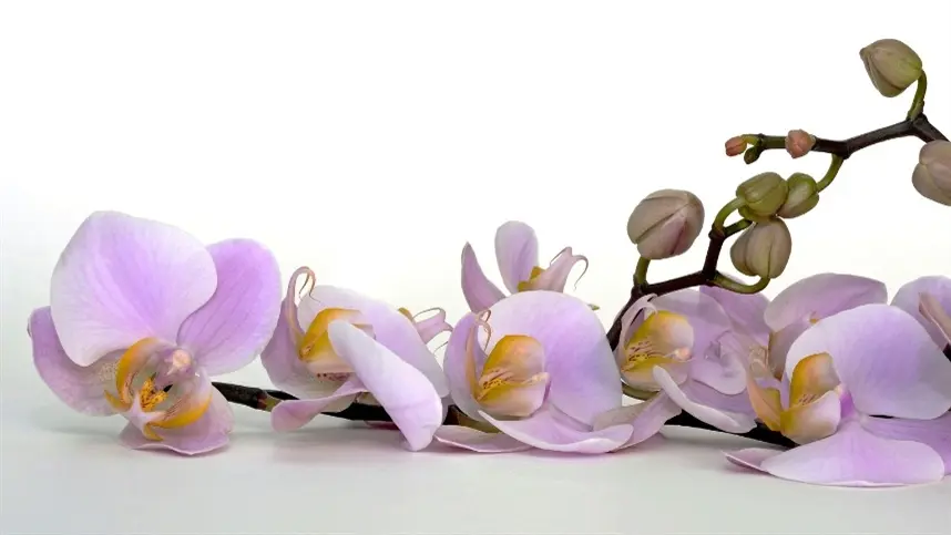 MG: Epamig dá dicas para o cultivo de orquídeas