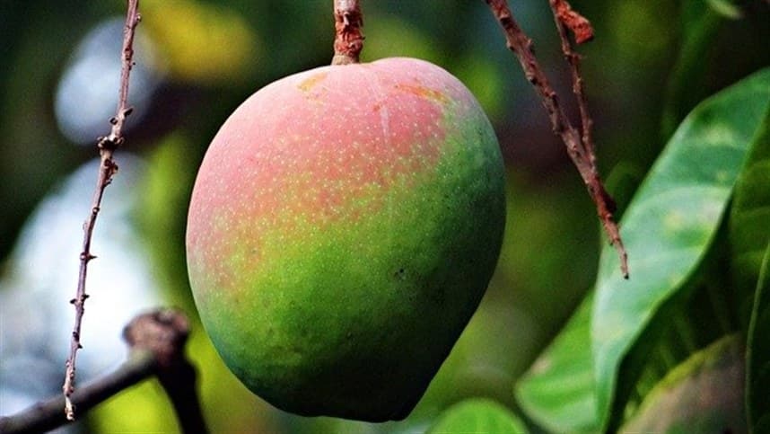 Brasil bate recorde na exportações de frutas