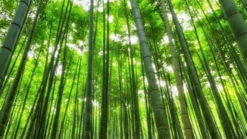 Setor do bambu ganha destaque em Santa Catarina