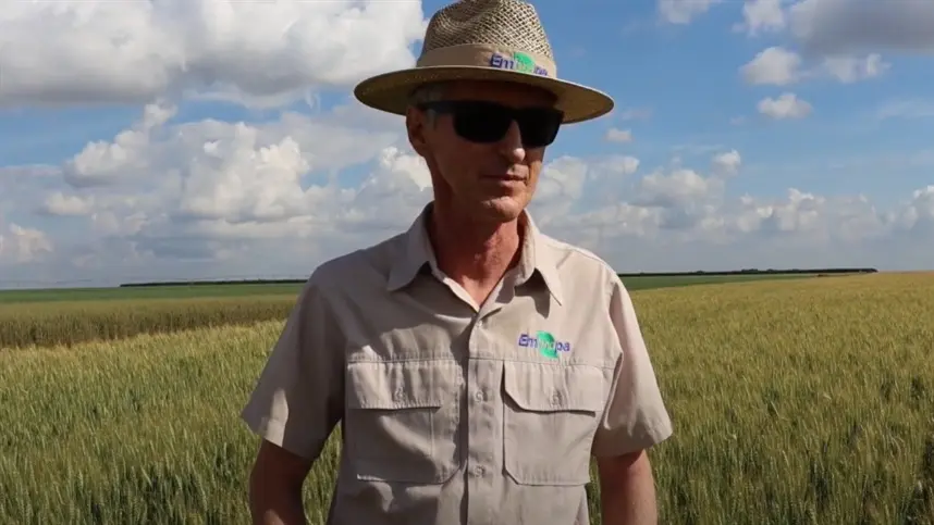 Trigo tropical: "ausência absoluta de microtoxinas", afirma pesquisador