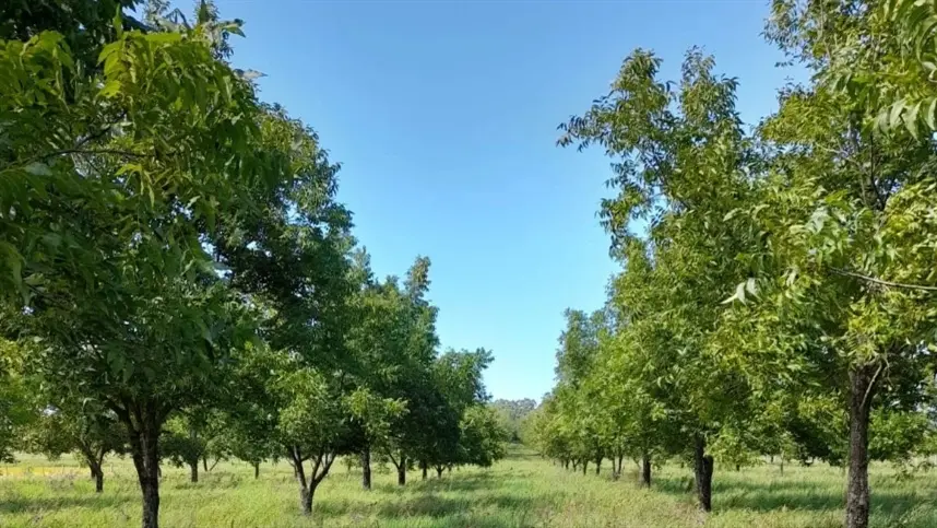 Chuvas e déficit hídrico colocam manejo da nogueira-pecã em pauta no ENAPecan