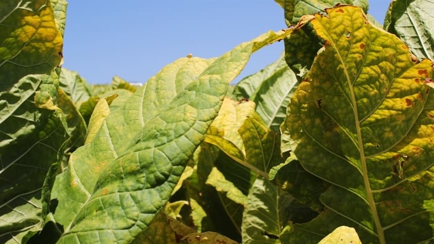 Editora Gazeta lança o 25º Anuário do Tabaco