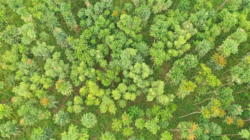 Títulos Florestais na Amazônia geram lucro e preservação ambiental