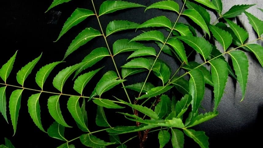 Bioinseticida da árvore de nim é alternativa