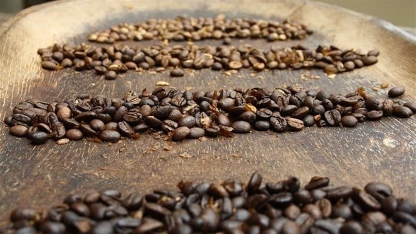 Safra de café conilon cresce 37,2% em 2025