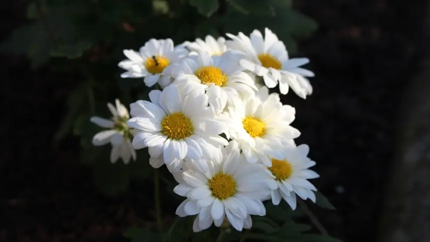 Produtores de flores comemoram aquecimento do setor