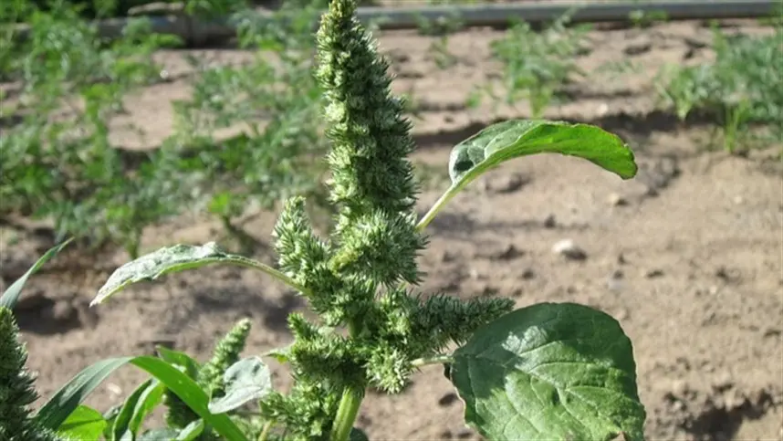 O caruru é uma planta dioica, com fotossíntese do tipo C4