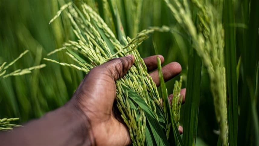 Lagarta-elasmo no arroz: veja como proteger a lavoura