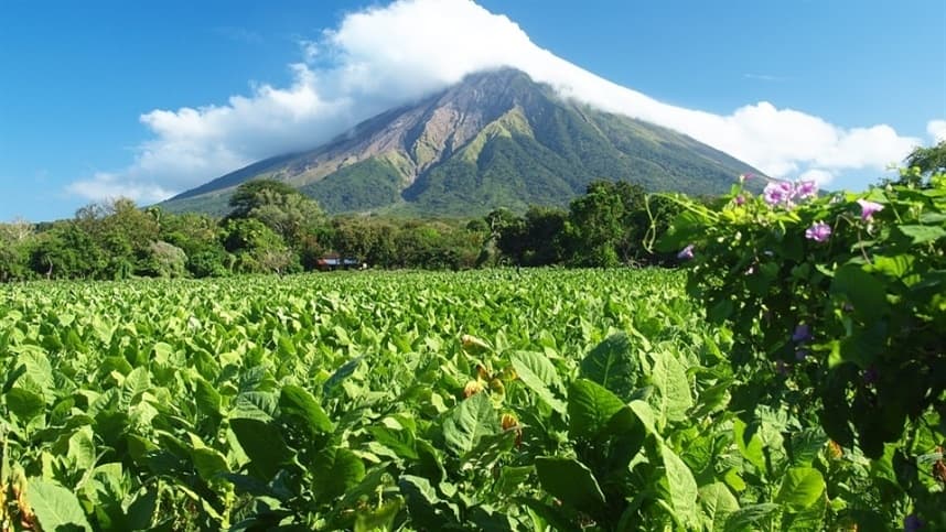 Trabalhadores da indústria reforçam defesa do tabaco diante das decisões da COP-11