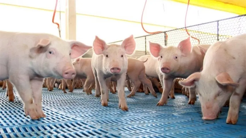 Demanda externa segue firme em 2024; preços atingem máximas nominais