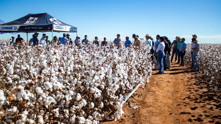 Cultivares de algodão chegam a 468 @/ha em ensaios realizados no Cerrado baiano