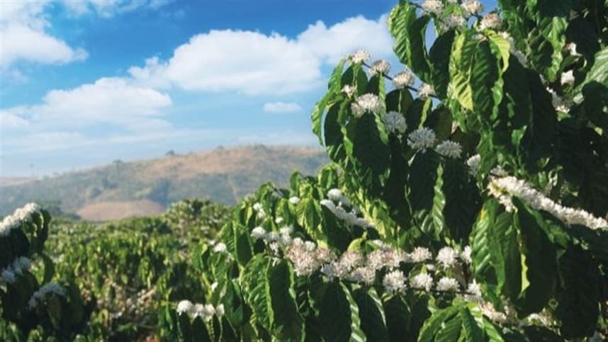 Grupo Vittia compra Vitória Fertilizantes