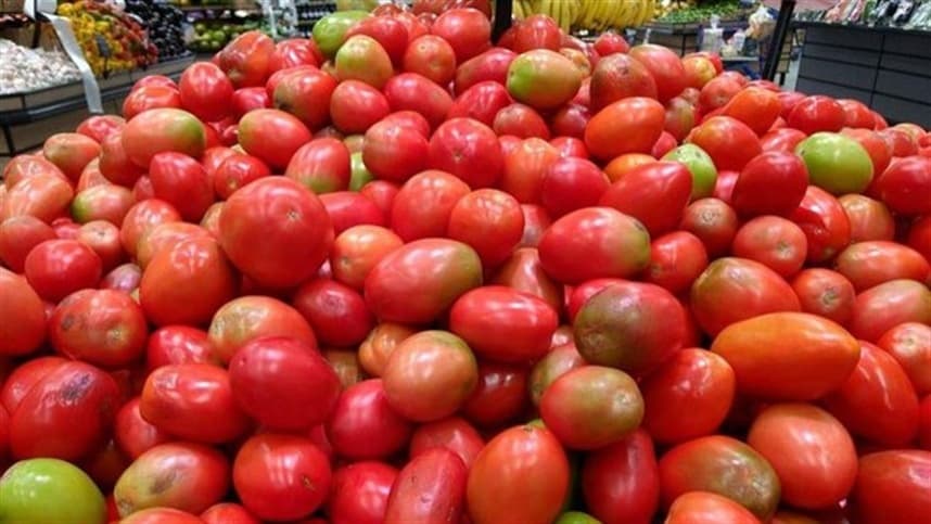 Agricultores consideram safra de tomate ruim 