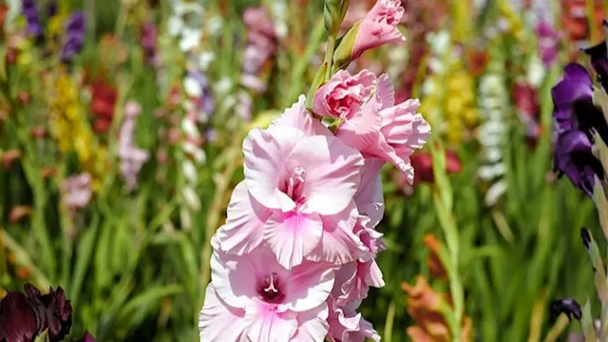 Projeto incentiva floricultura como diversificação