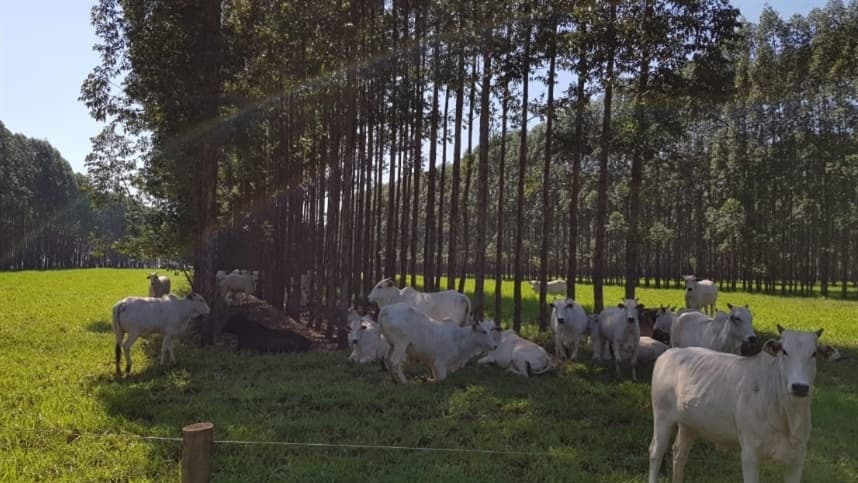 Iniciativa une produção de celulose e carne de baixo carbono