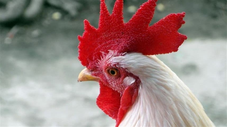 Carne de frango avança com consumo interno e vendas externas