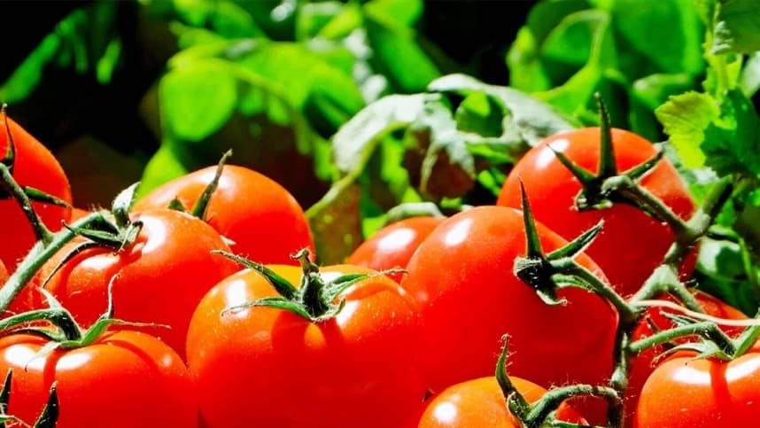 Tomate pode causar inflamação?